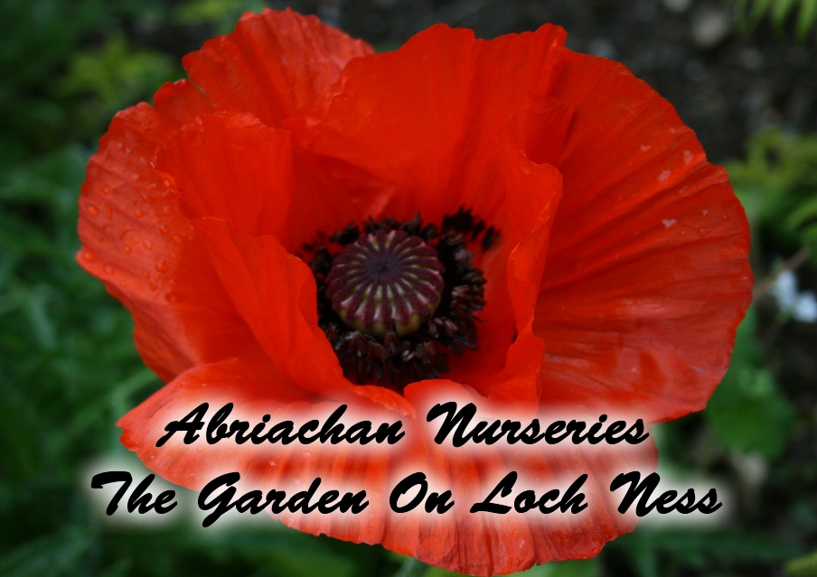 Abriachan Nurseries - The Garden On Loch Ness